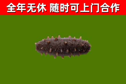 通江回收海参干